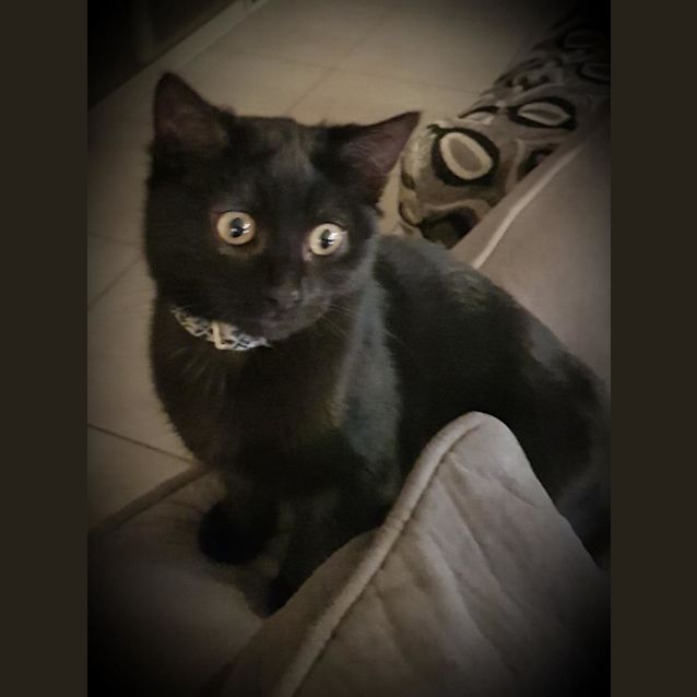 Photo of "Lilly Pilly"