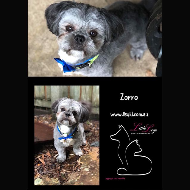 Photo of Zorro