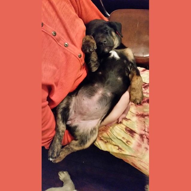 Photo of Perri