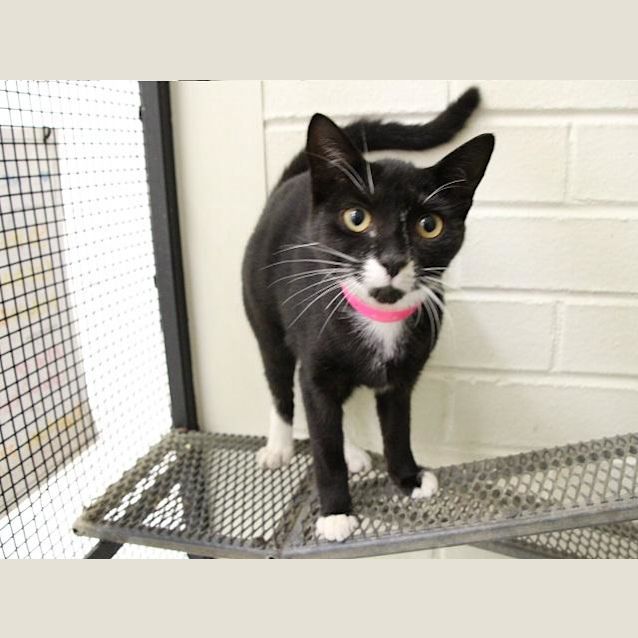 Photo of Mosaic (1721)