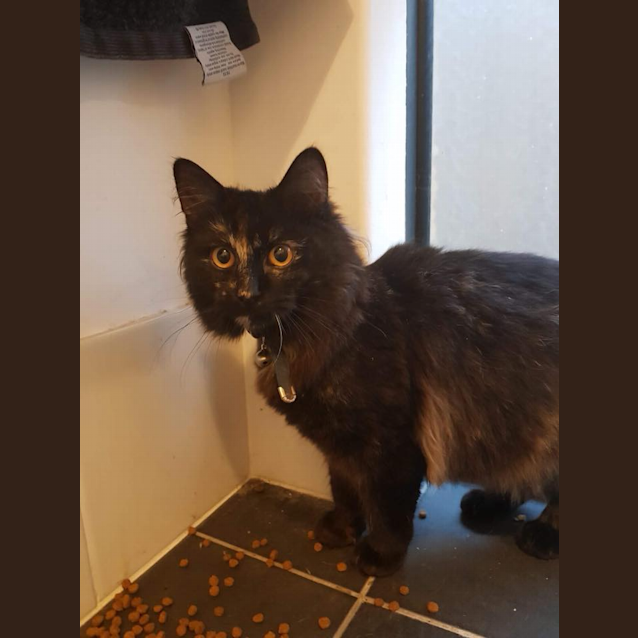 Photo of Ac0833   Perdita