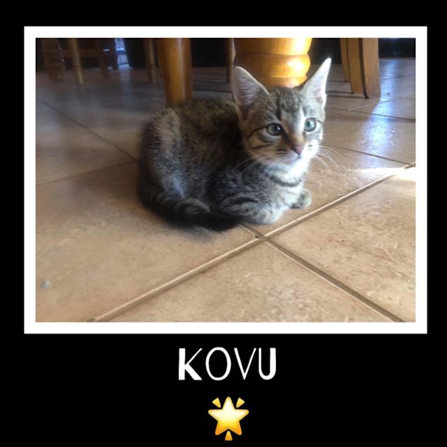 Photo of Kovu 