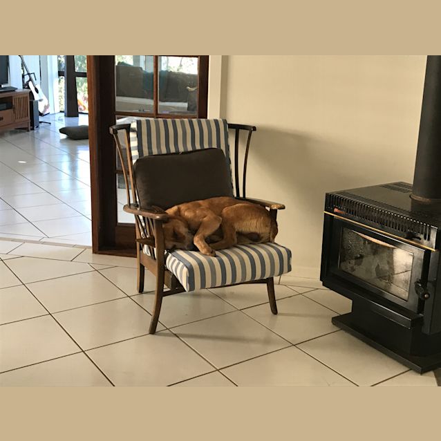 Photo of Benny ~ Red Cattle Dog (On Trial 12/11/18)