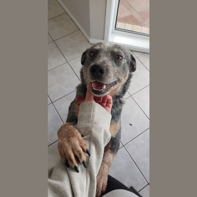 Photo of Charlie ~ Blue Heeler (On Trial 24/6/2018)