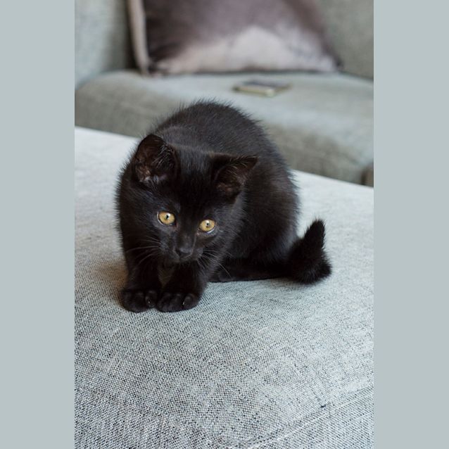 Photo of Sabrina ^^Dandy Cat Rescue^^
