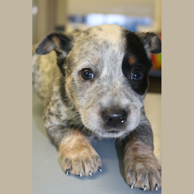 Photo of Whiskey