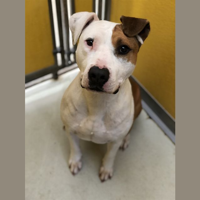 Photo of Chevy