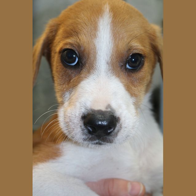 Photo of Archie