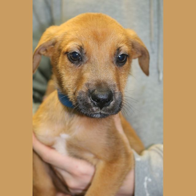Photo of Trooper