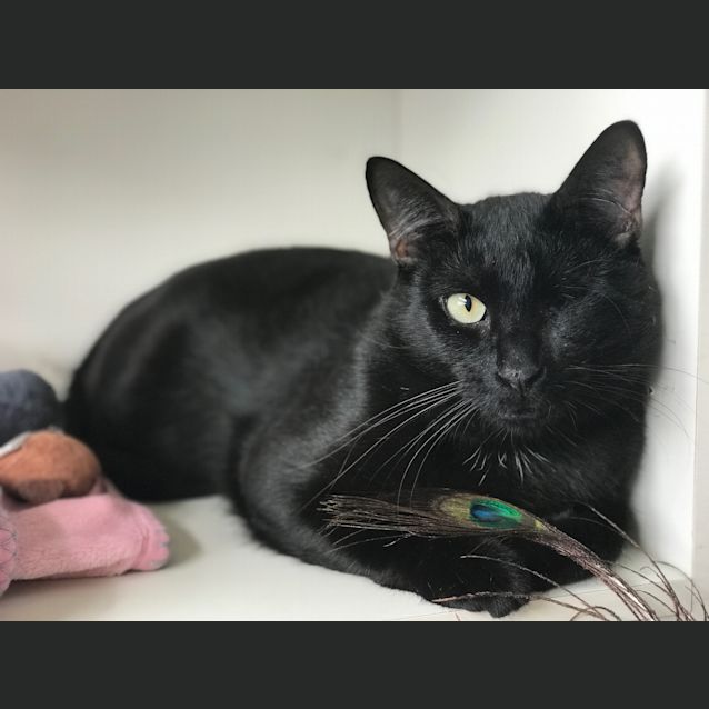 Photo of Mr. Knightly&Panda