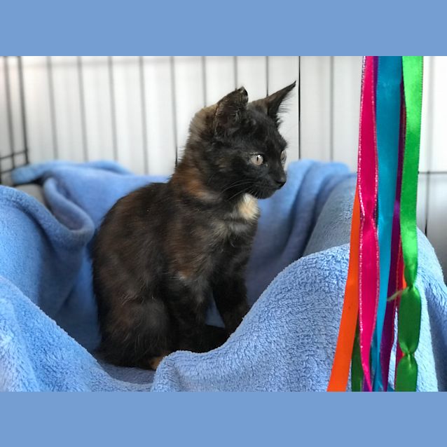 Photo of Raven