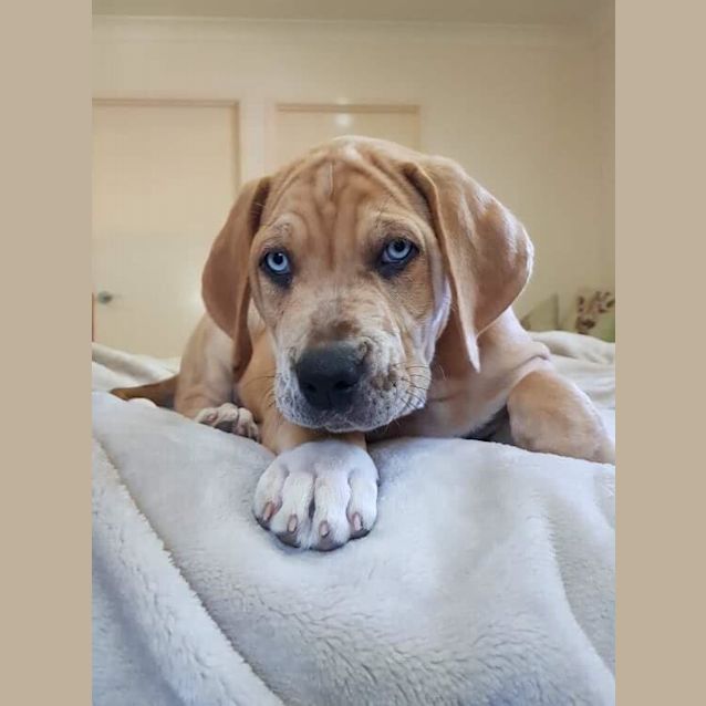 Photo of Judge **Adoption Pending**