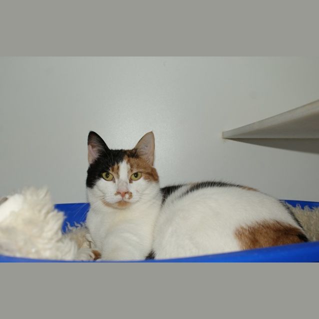Photo of Tinsel Rsta001819