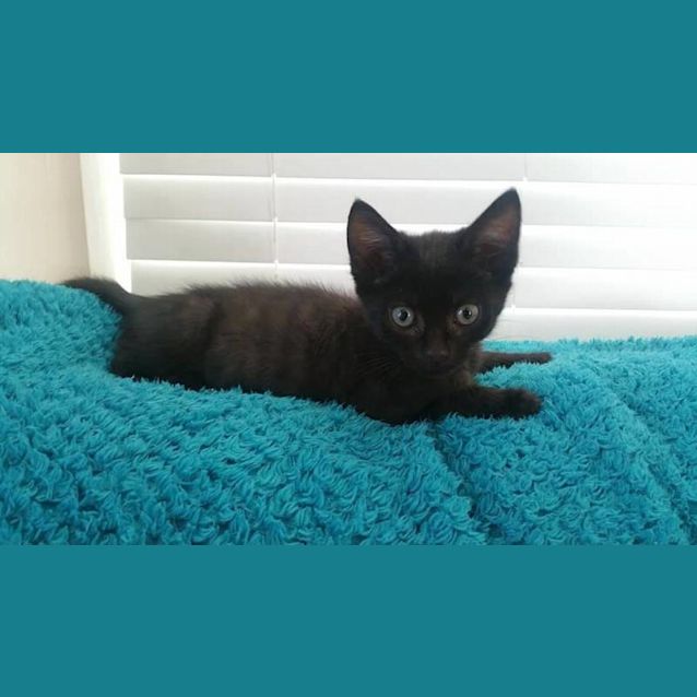 Photo of Dazzle