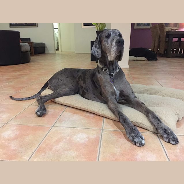 Photo of Elsa   Owner Assist