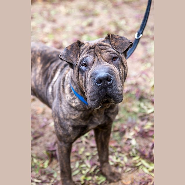 Photo of Nala