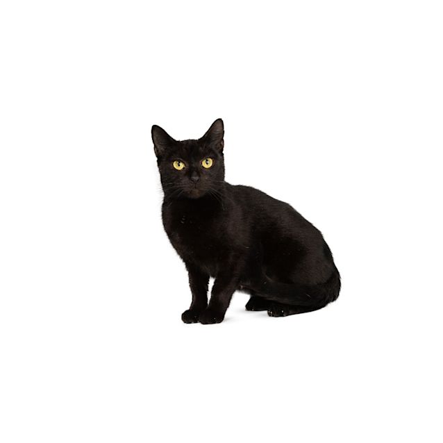 Photo of Fantasia