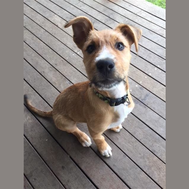Photo of Dash