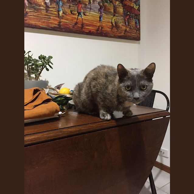 Photo of Miss Marple The Sweetest Lap Cat Ever!