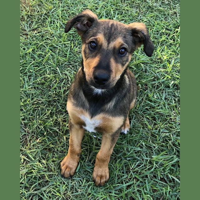 Photo of Willow **On Trial** 