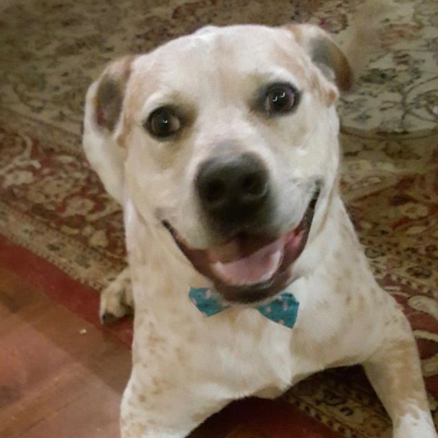 Photo of Dexter 