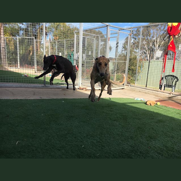 Photo of Jarrah & Lauren (In Foster 30 June)
