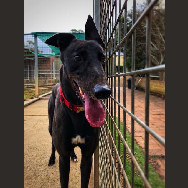 Photo of Sid (On Trial 22 June)
