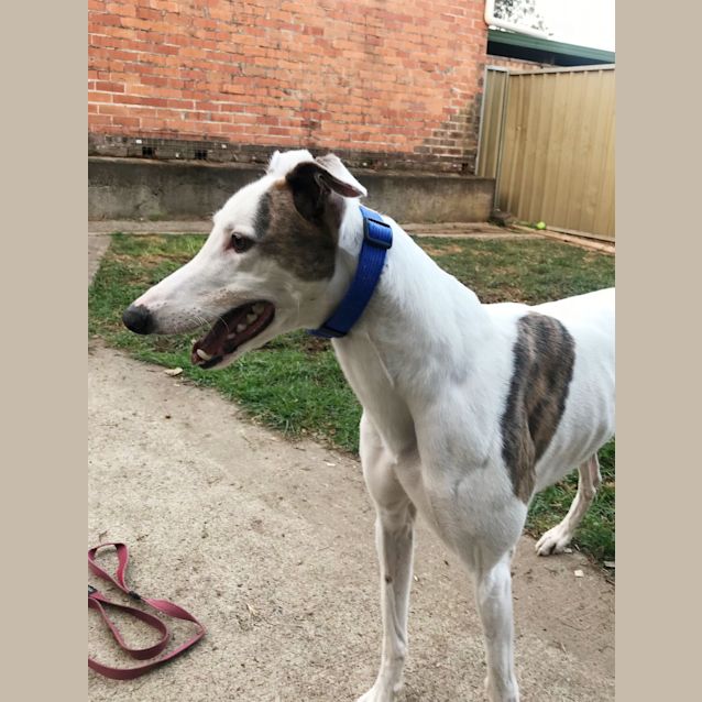 Photo of Alfie (On Trial 12 Aug)