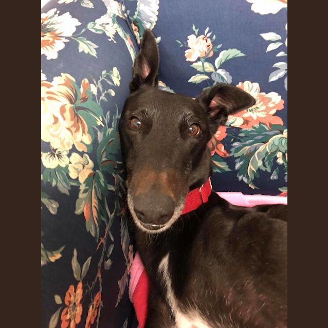 Photo of Jasper (On Trial 1 Sep)