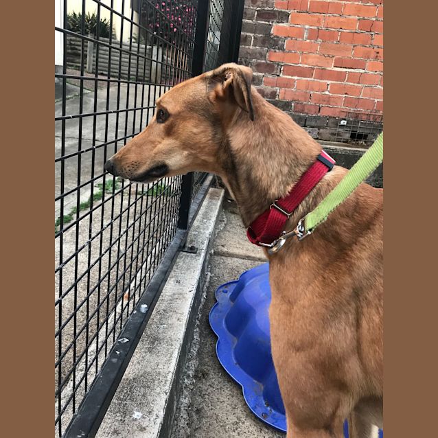 Photo of Markie (In Foster 14 June)