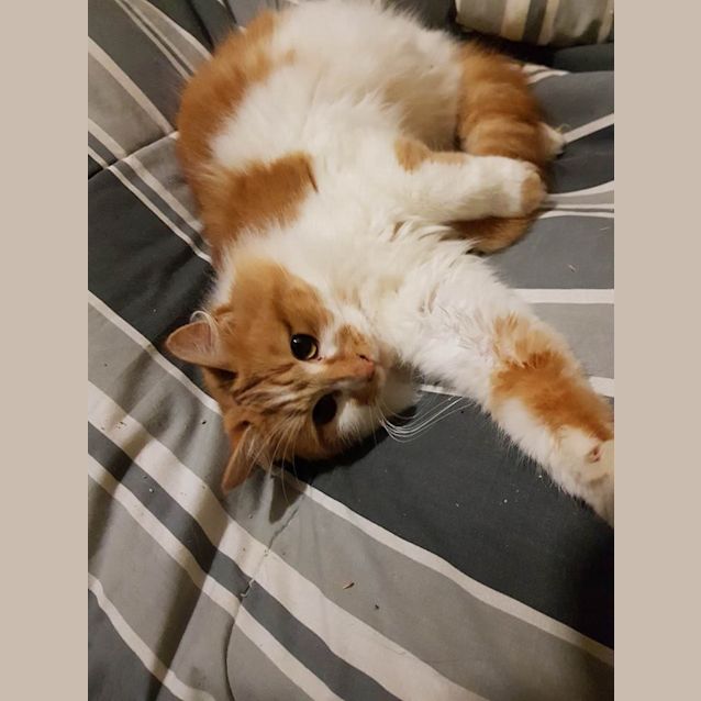 Photo of Josie   Located In Altona