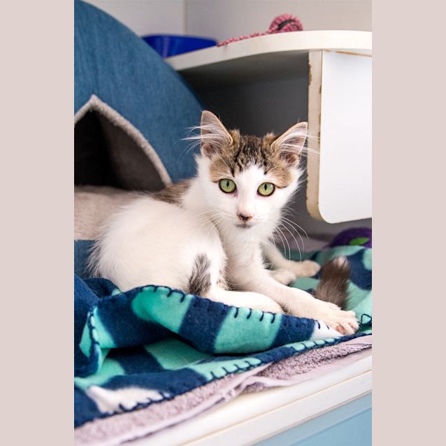 Photo of Puff