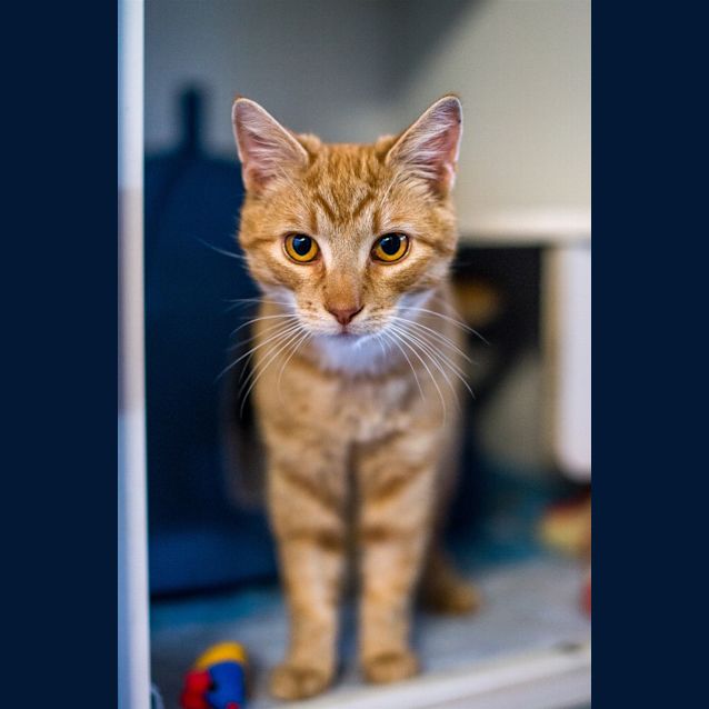 Photo of Gin
