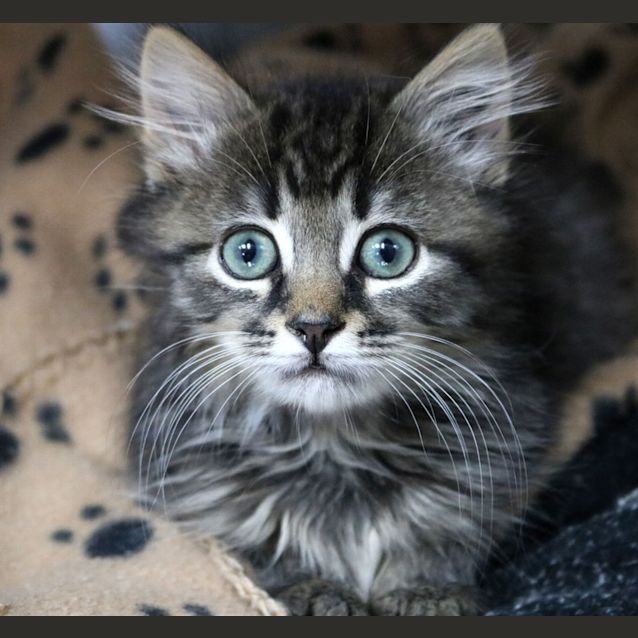Photo of Darken
