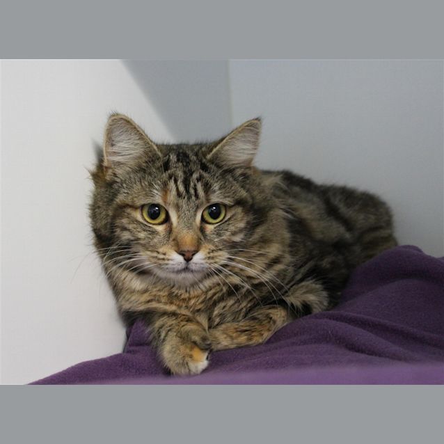 Photo of Pumpkin