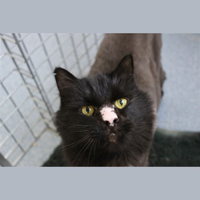 Photo of Moosh 