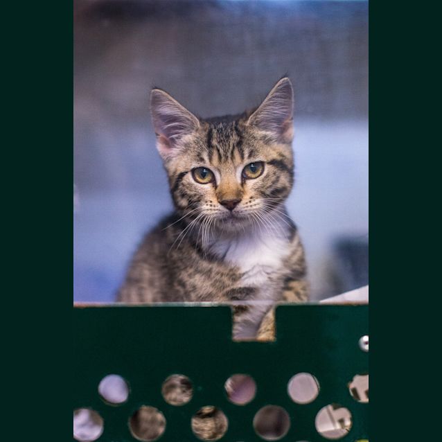 Photo of Puddles