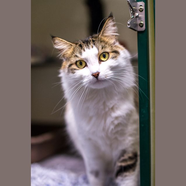 Photo of Phoebo