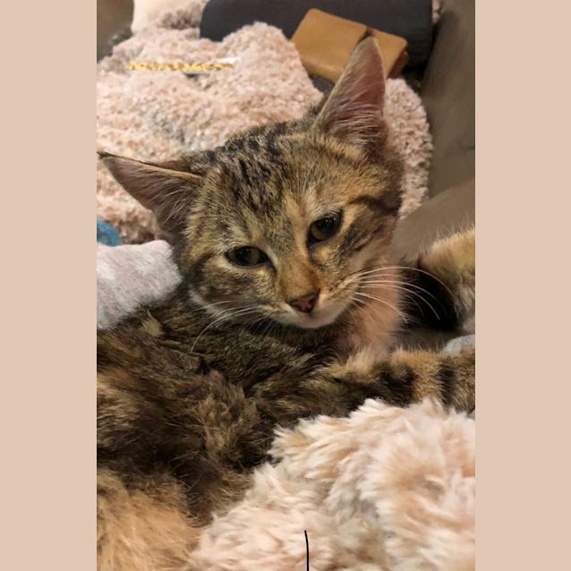 Photo of Honey ^^Dandy Cat Rescue^^