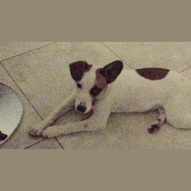 Photo of Lady