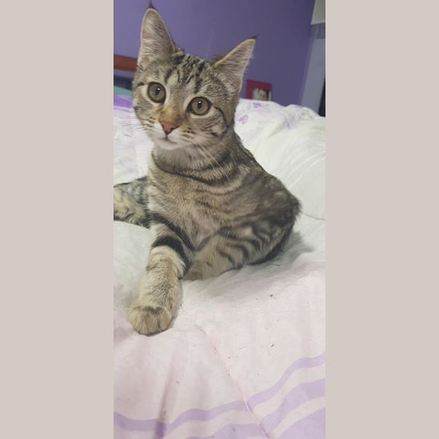 Photo of Opal