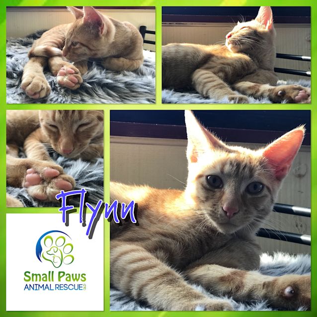 Photo of Flynn