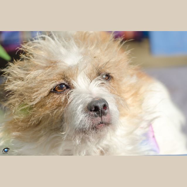 Photo of Tilly ~ Jack Russell X (On Trial 30/6/18)