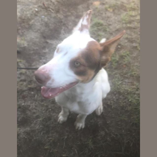 Photo of Buddy 
