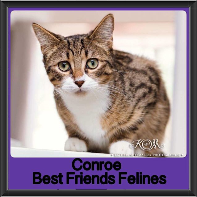 Photo of Conroe