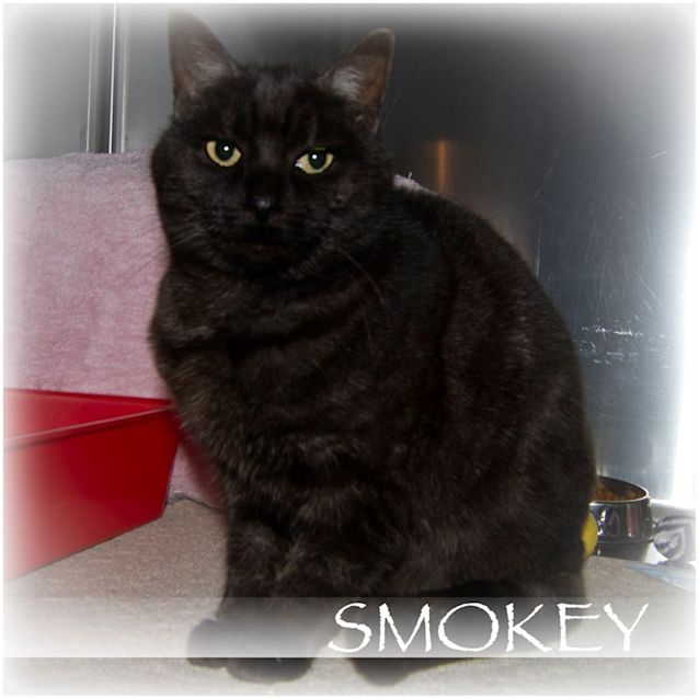Photo of Smokey