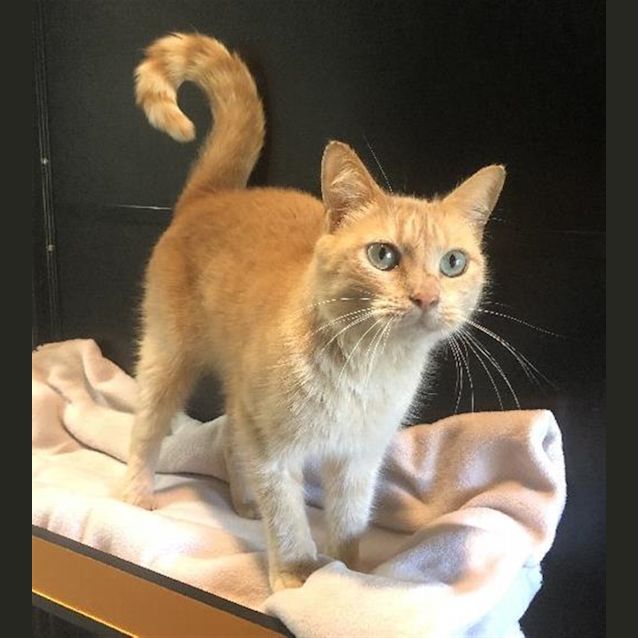 Photo of Amber