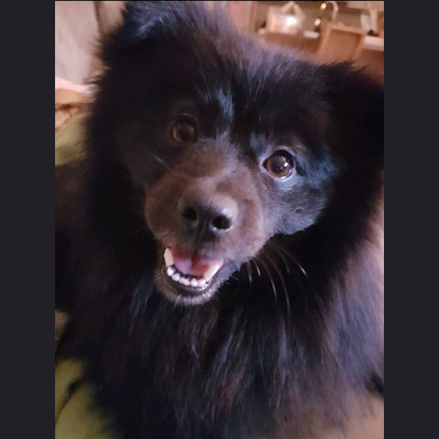 Photo of Pepsi** Must Go With Another Active Dog