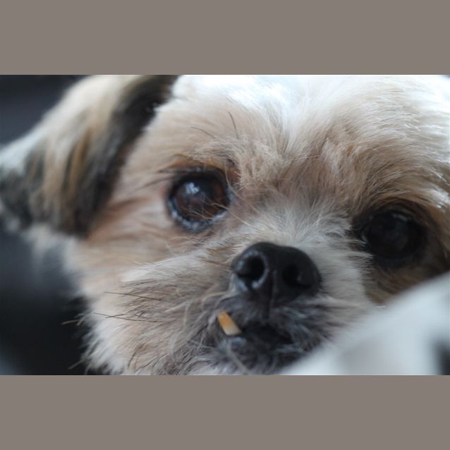Photo of Bean