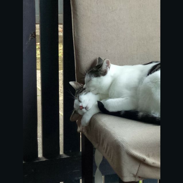 Photo of Marvin And Merlin